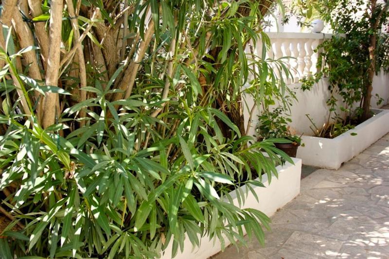 Apartments Jasmin Trogir Exterior photo